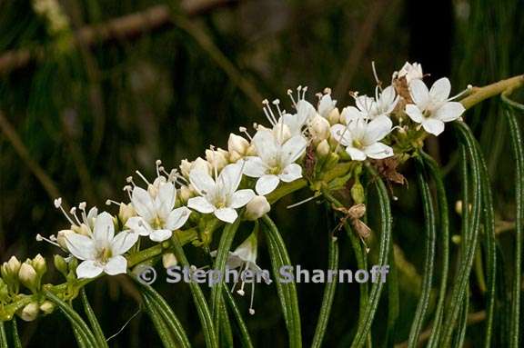 myoporum floribundum 3 graphic